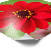 Bischof von Llandaff Dahlia Fotodruck (Ecke)