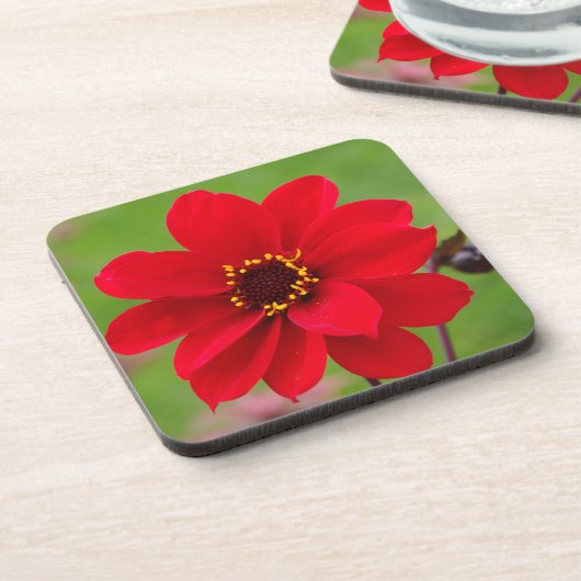 Bischof von Llandaff Dahlia Getränkeuntersetzer (Linke Seite)