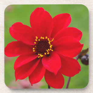 Bischof von Llandaff Dahlia Getränkeuntersetzer