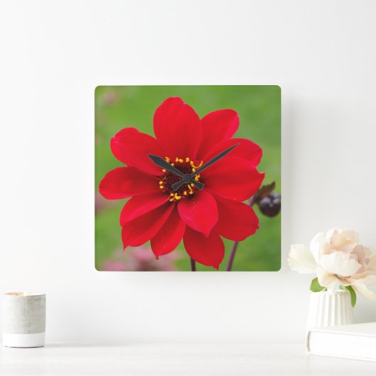 Bischof von Llandaff Dahlia Quadratische Wanduhr (Zuhause)