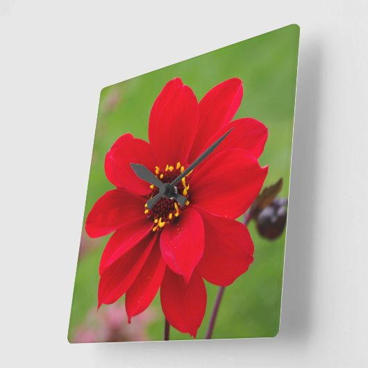 Bischof von Llandaff Dahlia Quadratische Wanduhr (Winkel)