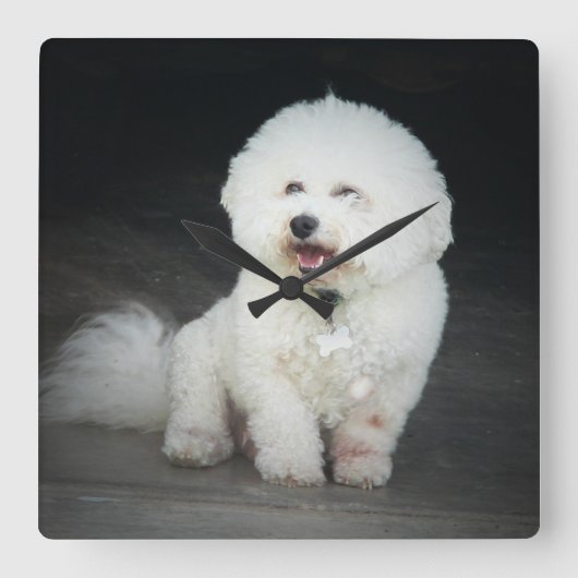 Bischon Frise Wall Clock Quadratische Wanduhr (Vorderseite)