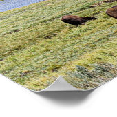 Bison Along Yellowstone River im Hayden Valley Poster (Ecke)
