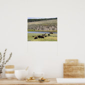 Bison Along Yellowstone River im Hayden Valley Poster (Küche)
