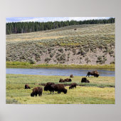 Bison Along Yellowstone River im Hayden Valley Poster (Vorne)