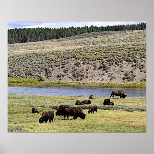 Bison Along Yellowstone River im Hayden Valley Poster (Vorne)