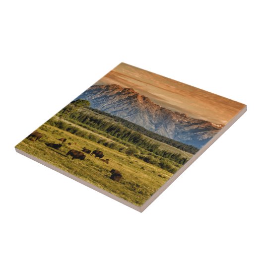 Bison am Sonnenaufgang Fliese (Seite)