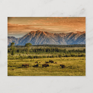 Bison am Sonnenaufgang Postkarte