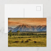 Bison am Sonnenaufgang Postkarte (Vorne/Hinten)