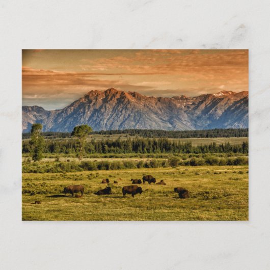 Bison am Sonnenaufgang Postkarte (Vorderseite)