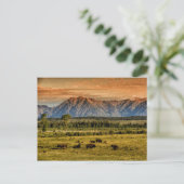 Bison am Sonnenaufgang Postkarte (Stehend Vorderseite)