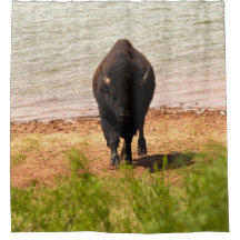 Bison am Wasser