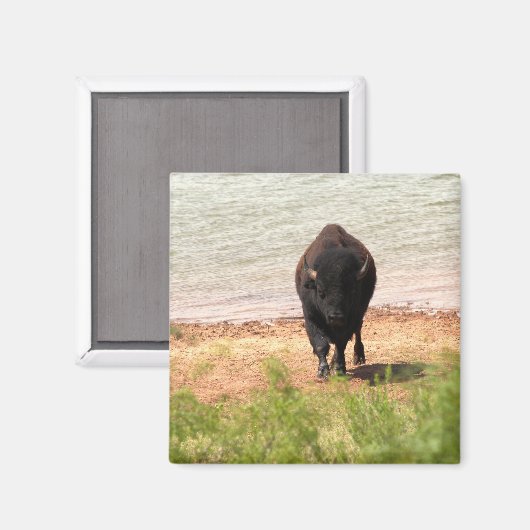Bison am Wasser Magnet (Vorderseite/Rückseite)