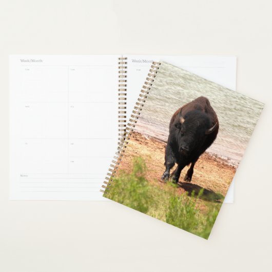 Bison am Wasser Planer (Anzeige)