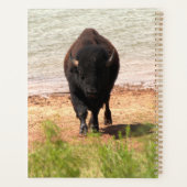 Bison am Wasser Planer (Rückseite)