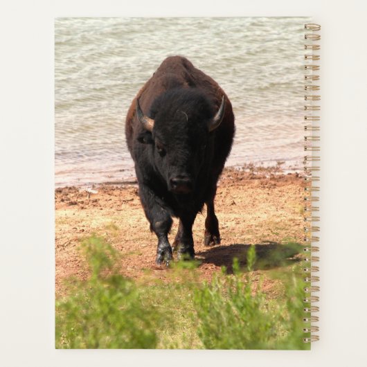 Bison am Wasser Planer (Rückseite)