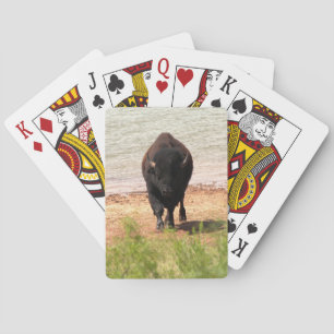 Bison am Wasser Spielkarten