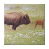 Bison and Calf in Yellowstone Fliese (Vorderseite)