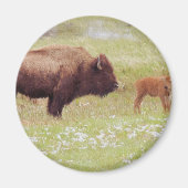 Bison and Calf in Yellowstone Magnet (Vorne)