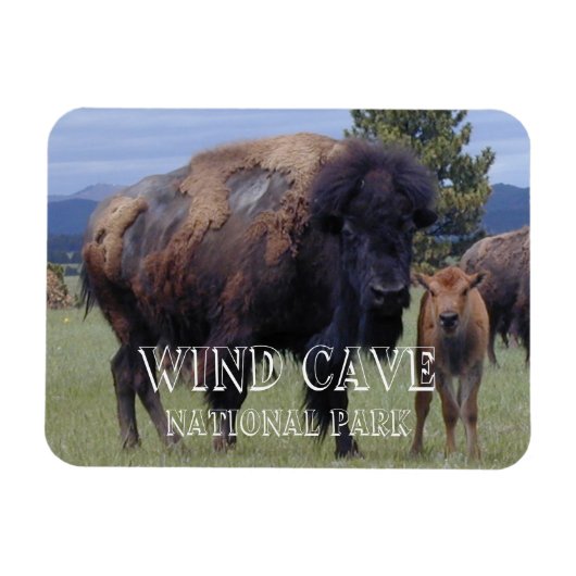 Bison and Calf, Wind Cave National Park, SD Magnet (Horizontal)