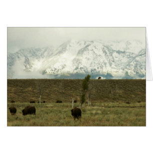 Bison at Grand Teton Nationalpark Fotografie