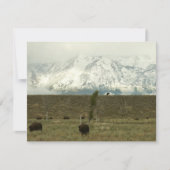 Bison at Grand Teton Nationalpark Fotografie (Vorderseite)