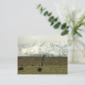 Bison at Grand Teton Nationalpark Fotografie (Stehend Vorderseite)