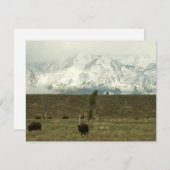 Bison at Grand Teton Nationalpark Fotografie (Vorne/Hinten)