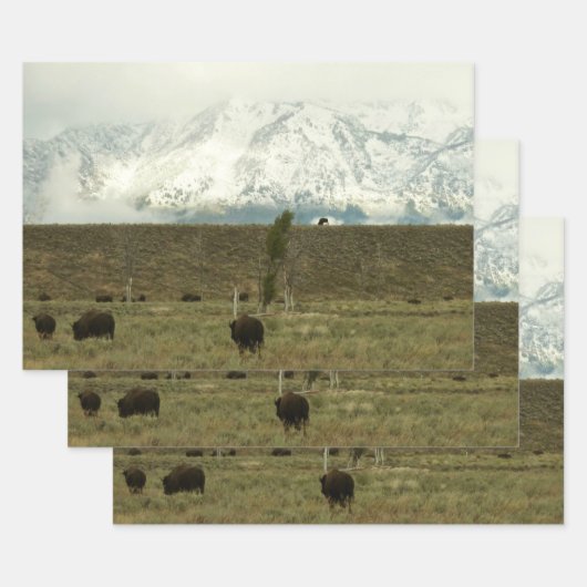 Bison at Grand Teton Nationalpark Fotografie Geschenkpapier Set (Set)