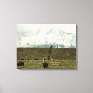 Bison at Grand Teton Nationalpark Fotografie Leinwanddruck
