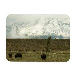 Bison at Grand Teton Nationalpark Fotografie Magnet