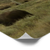 Bison at Grand Teton Nationalpark Fotografie Poster (Ecke)