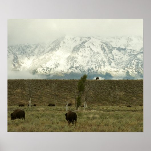 Bison at Grand Teton Nationalpark Fotografie Poster (Vorne)
