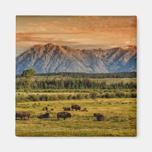 Bison at Sunrise Magnet (Vorne)