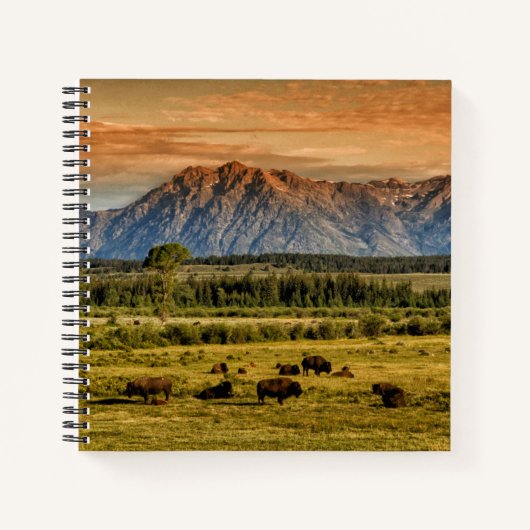 Bison at Sunrise Notizblock (Vorderseite)