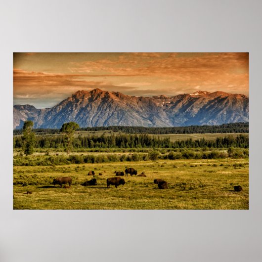 Bison at Sunrise Poster (Vorne)