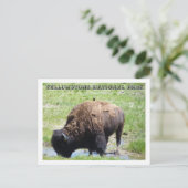 Bison at Yellowstone Postkarte (Stehend Vorderseite)