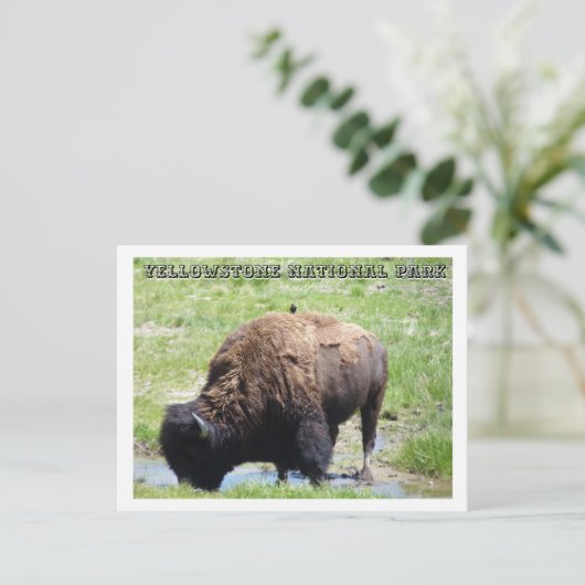 Bison at Yellowstone Postkarte (Stehend Vorderseite)