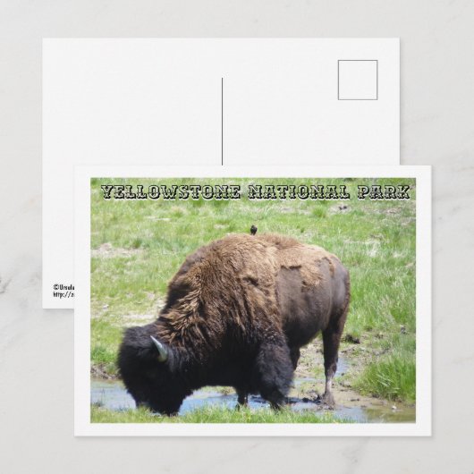 Bison at Yellowstone Postkarte (Vorne/Hinten)