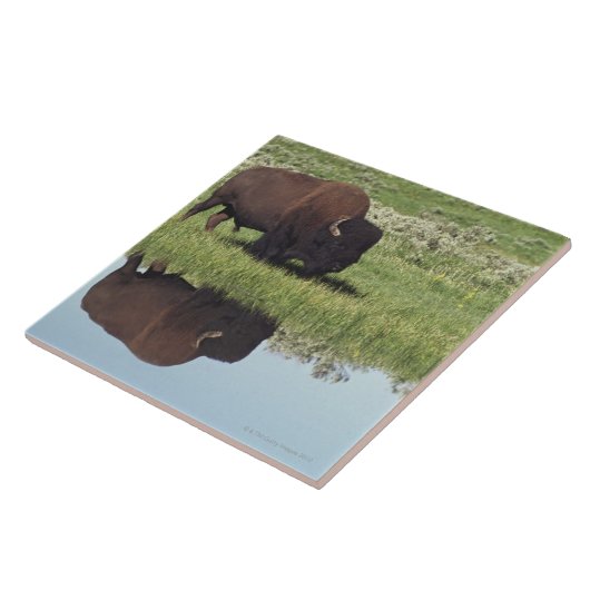 Bison (Bison-Bison) auf grasartiger Wiese Fliese (Seite)