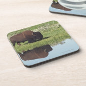 Bison (Bison-Bison) auf grasartiger Wiese Getränkeuntersetzer (Linke Seite)