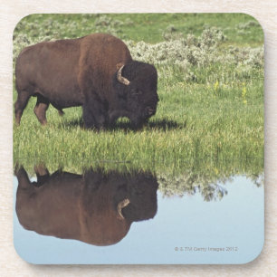 Bison (Bison-Bison) auf grasartiger Wiese Getränkeuntersetzer