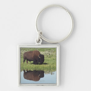 Bison (Bison-Bison) auf grasartiger Wiese Schlüsselanhänger