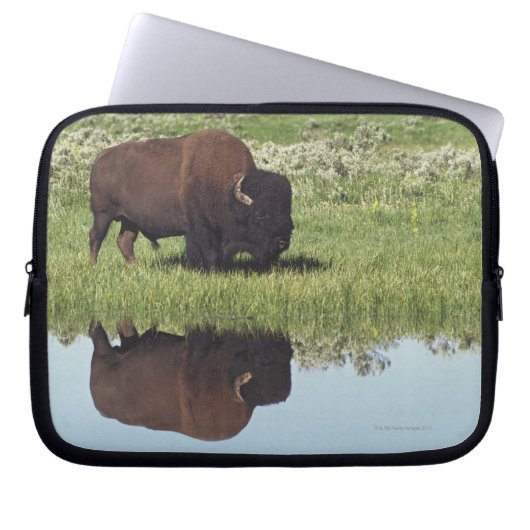 Bison (Bison Bison) auf Graswiese Laptopschutzhülle (Vorderseite)