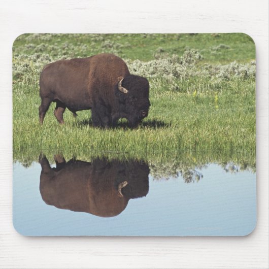 Bison (Bison Bison) auf Graswiese Mousepad (Vorne)