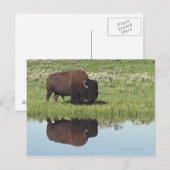 Bison (Bison Bison) auf Graswiese Postkarte (Vorne/Hinten)