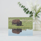 Bison (Bison Bison) auf Graswiese Postkarte (Stehend Vorderseite)