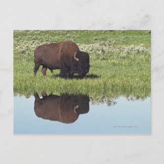Bison (Bison Bison) auf Graswiese Postkarte