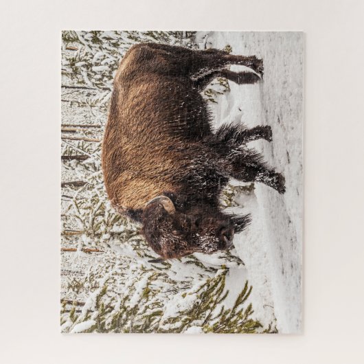 Bison (Bison bison) - Buffalo - Schnee - 520 Stück Puzzle (Vertikal)