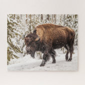 Bison (Bison bison) - Buffalo - Schnee - 520 Stück Puzzle (Horizontal)